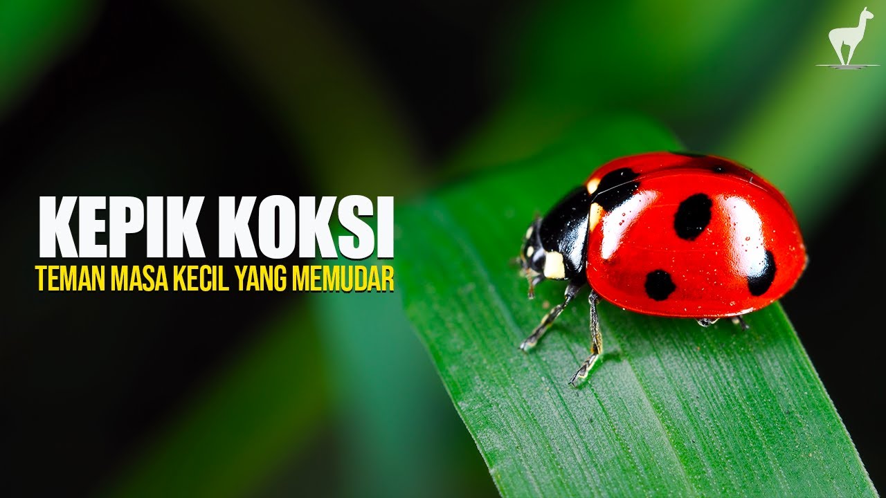 Kepik: Si Mungil Penjaga Alam yang Mulai Jarang Terlihat, ke Mana Mereka Pergi?