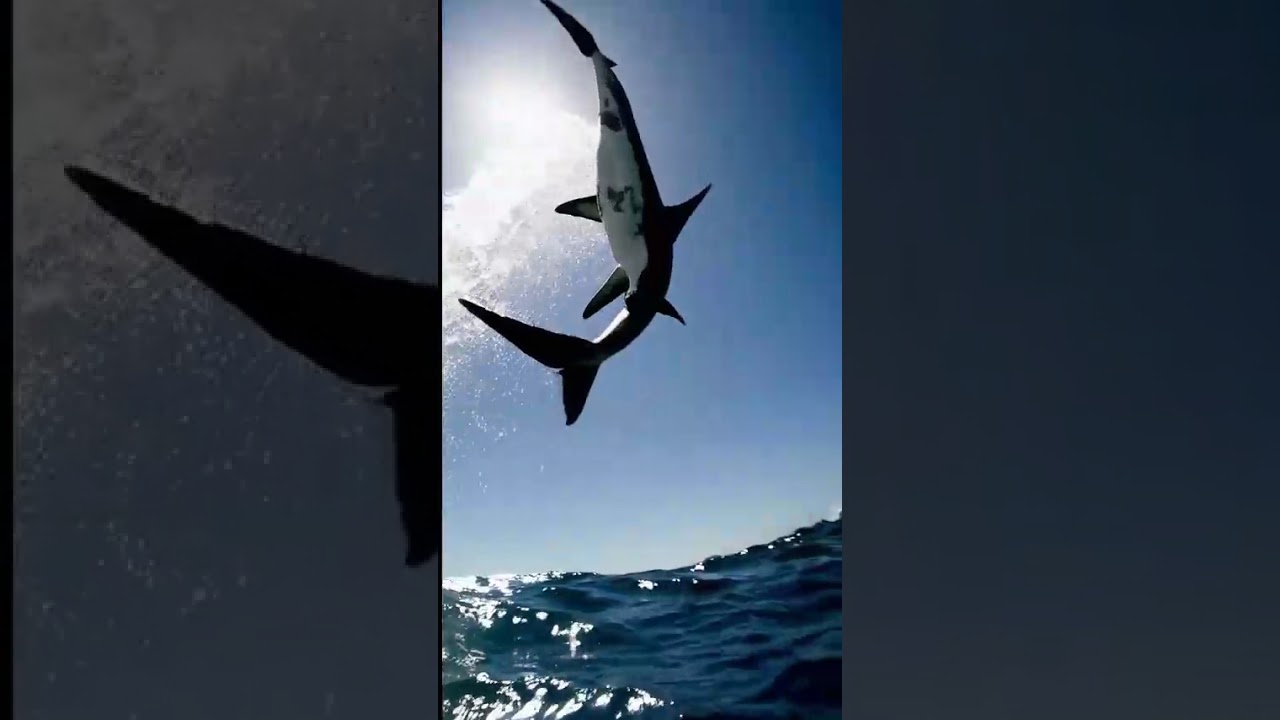 White Sharks