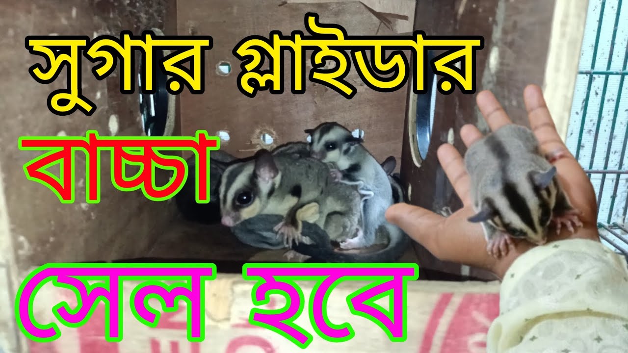 সুগার গ্লাইডার বাচ্চা সেল হবে 🦇🦇 #animelover #সুগার #গ্লাইডার #বাচ্চা #videoviral #foryou #viral