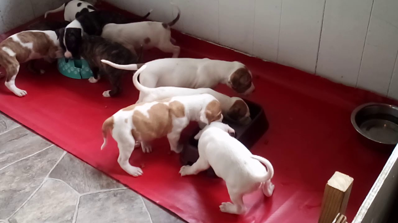 5 Week Old Pitbull Puppies Feeding 2020