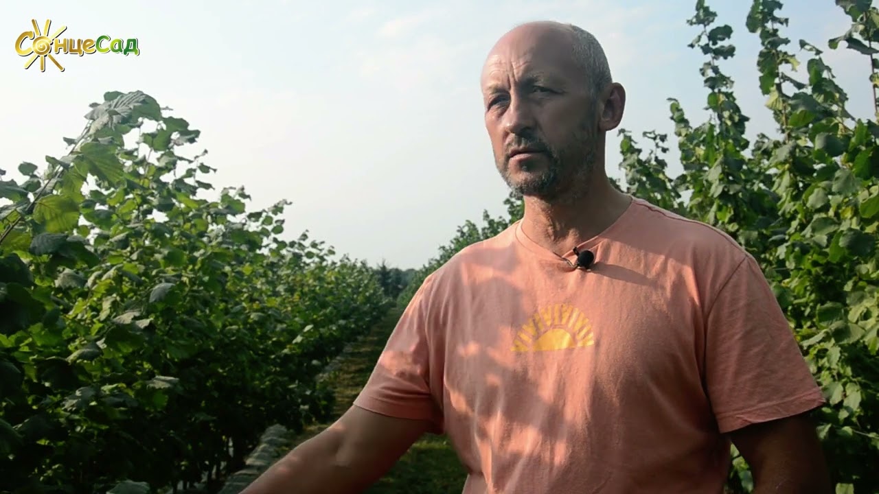 Відповіді на популярні питання по вирощуванню фундука 🌰Купити саджанці фундука