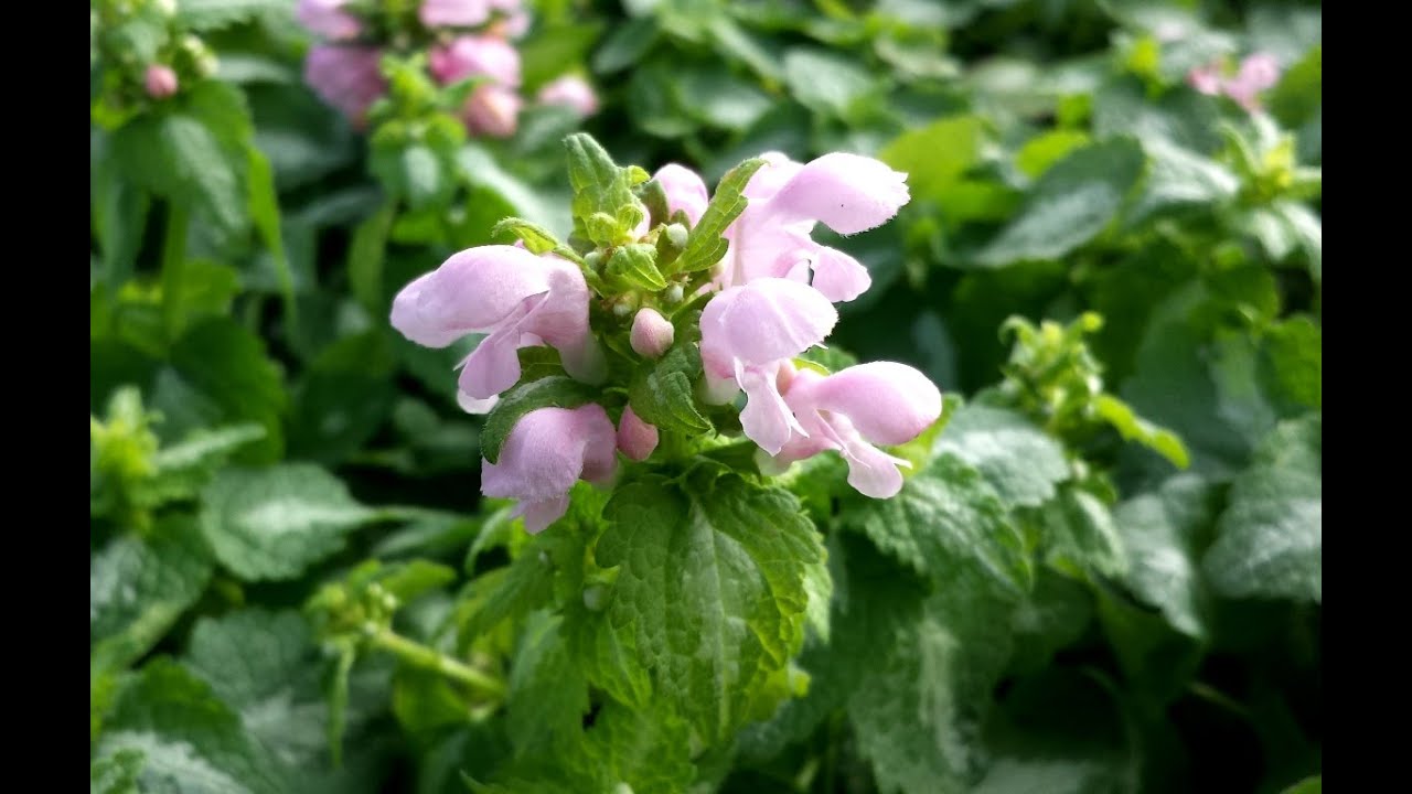 Best Perennials - Lamium 'Shell Pink' (Dead Nettle)