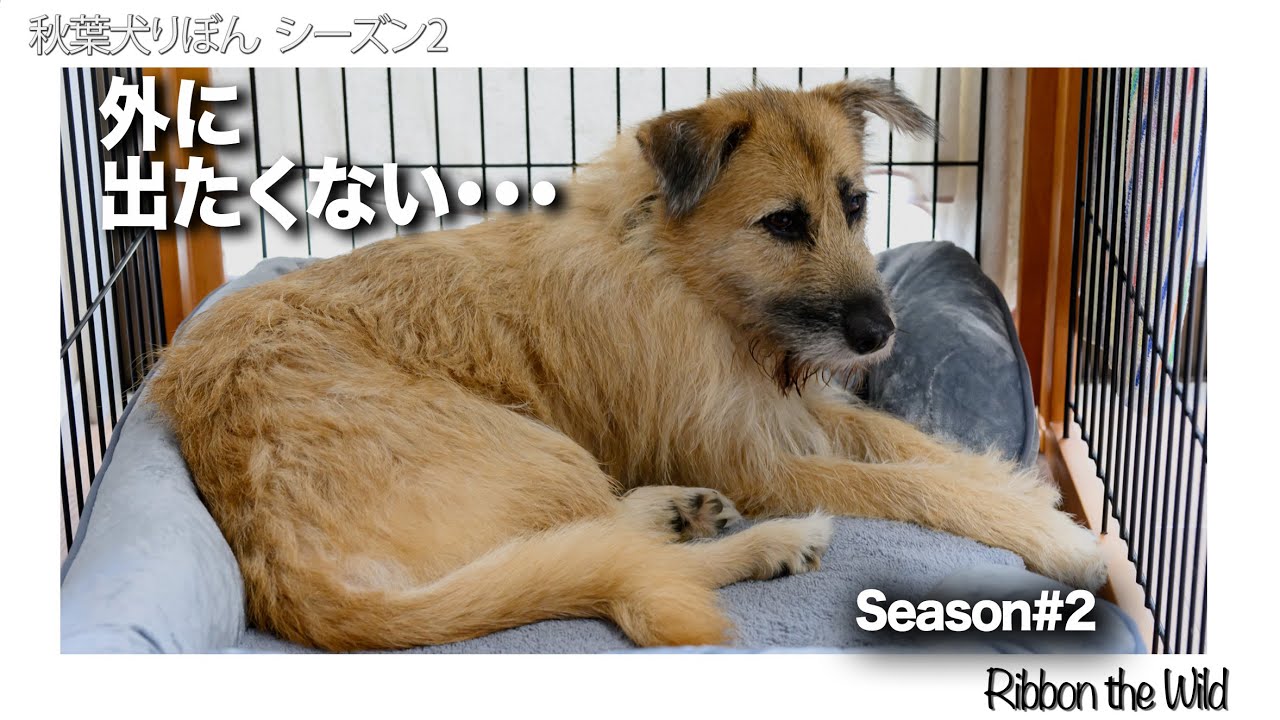 秋葉犬りぼんSeason2  #1 外に出たくない朝