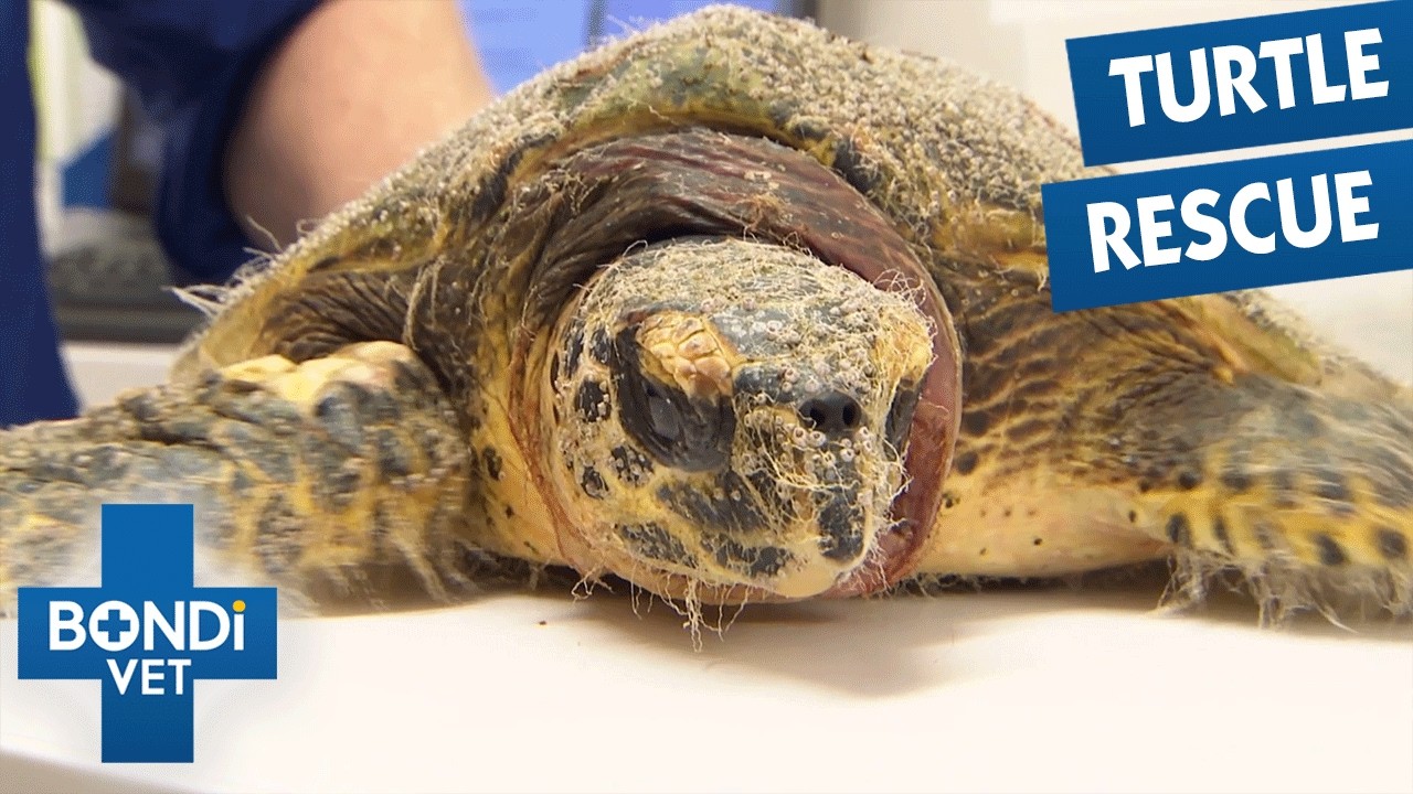 Can This Sick Turtle Ever Go Back To The Sea? 🥹 Bondi Vet