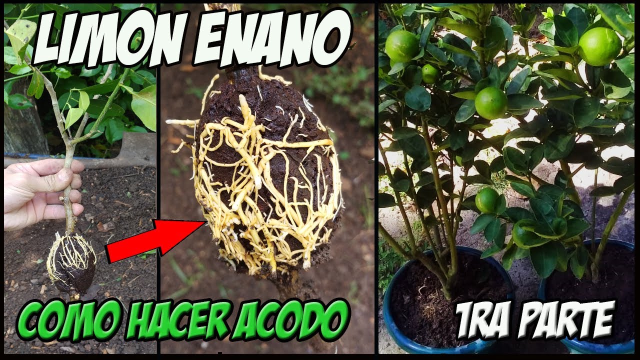 CÓMO HACER ACODO AÉREO DE LIMÓN 1 PARTE