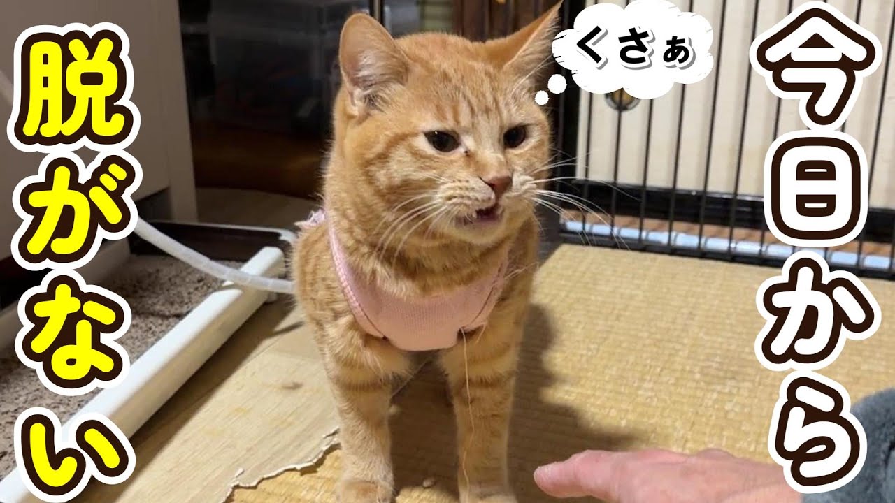 【術後服戦争】遂に終結なるか？