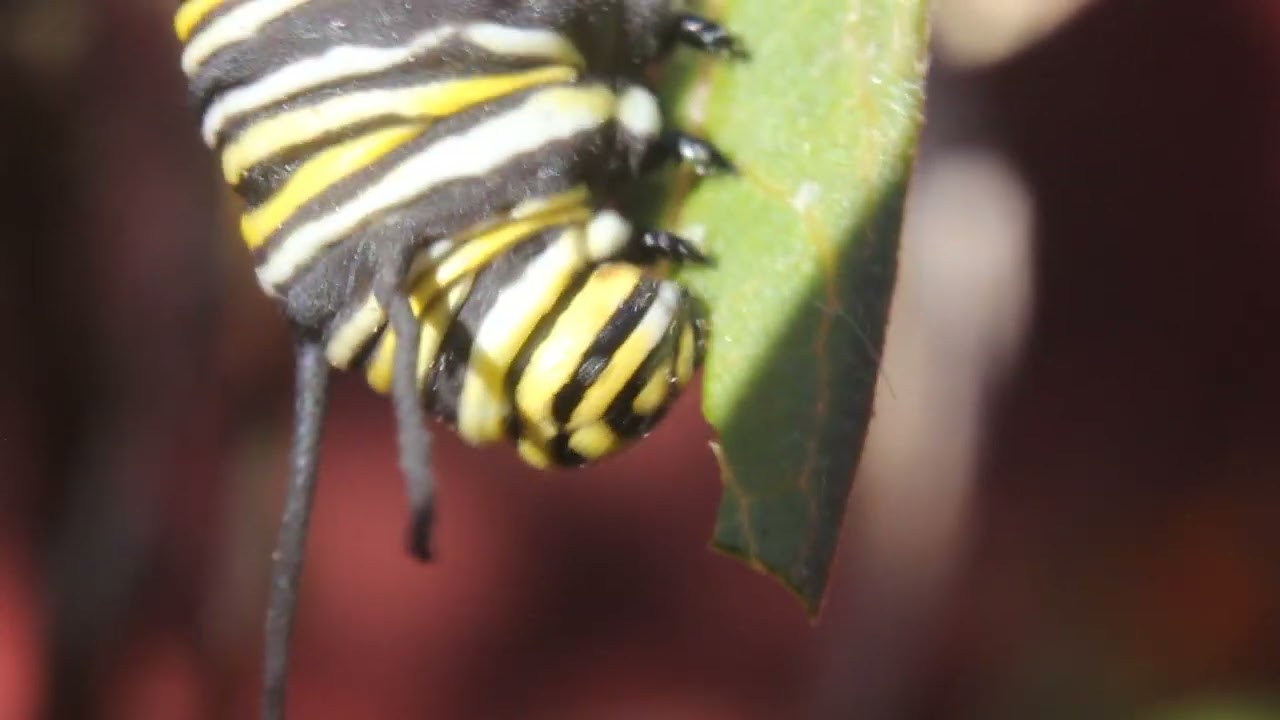 Close-up of monarch butterfly eating