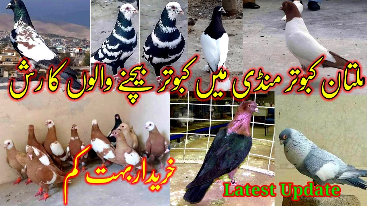 Amount of Pigeon Sellers in Multan Pigeon Market | Very Few Buyers | Latest pigeons Update