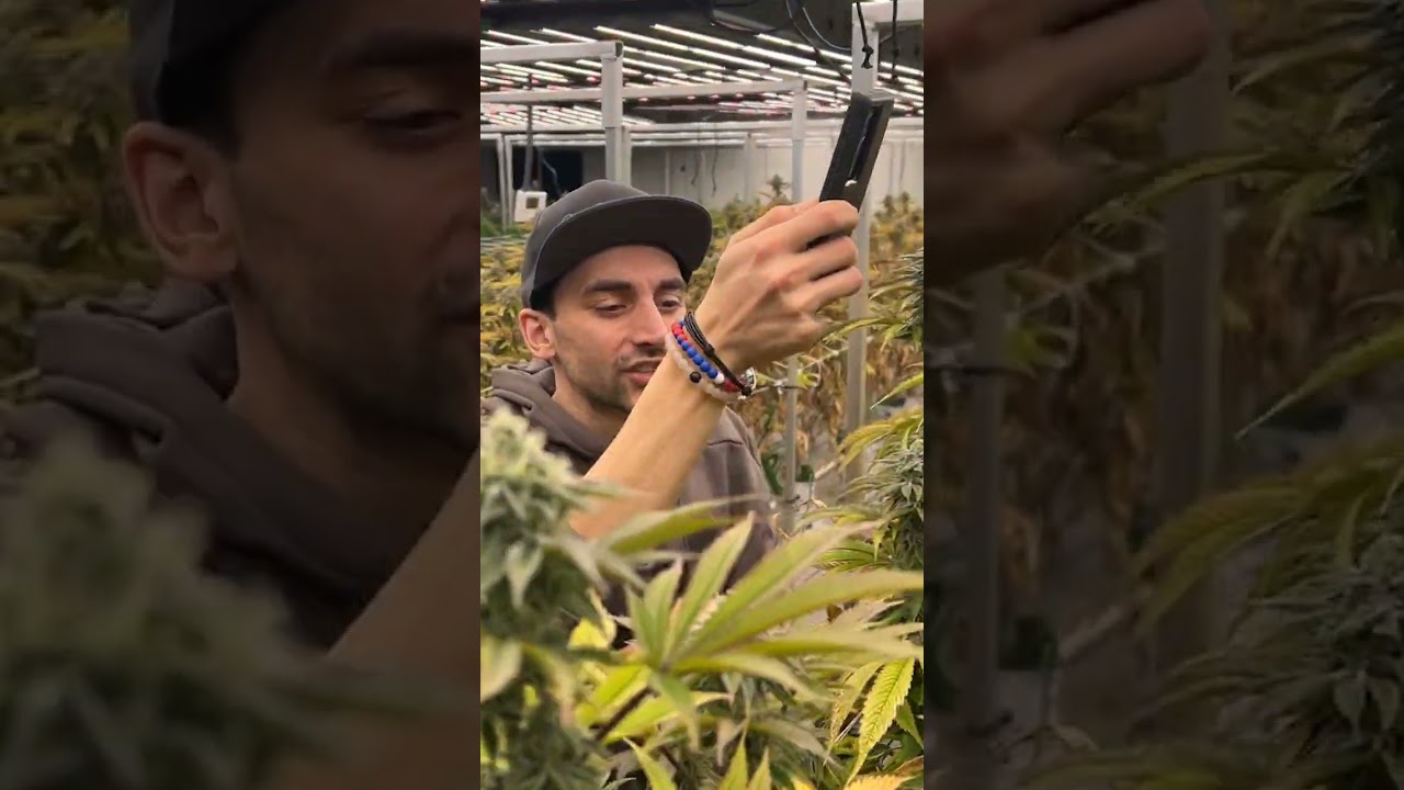 CapJunky New Genetics