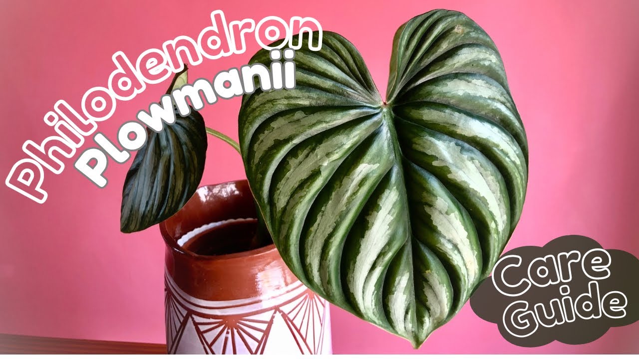 Plowmanii Philodendron 🌿 Philodendron Plant Care