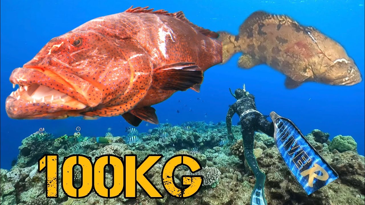総量100kgオーバー!高級魚だけ集めました