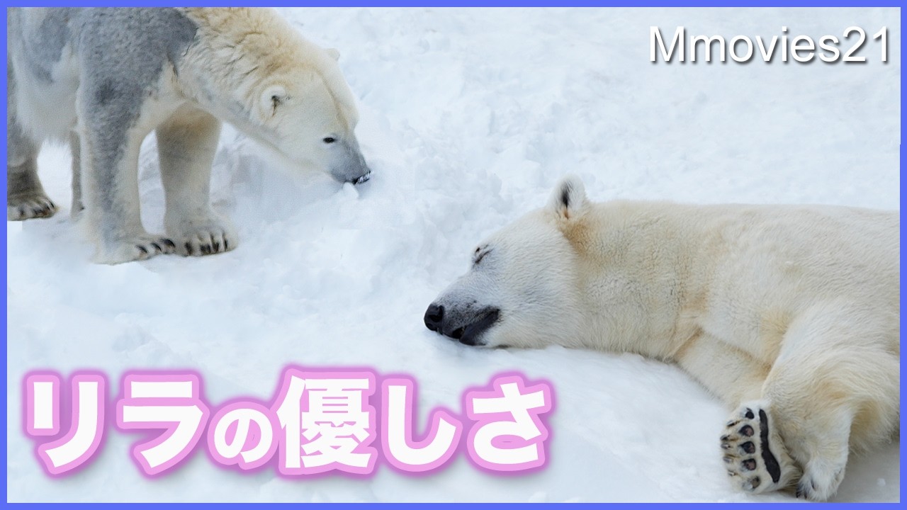 【感動】おやすみライト静かに寝かせてあげるリラの配慮〜ホッキョクグマ繁殖期の同居〜Polar Bear Breeding Season 8