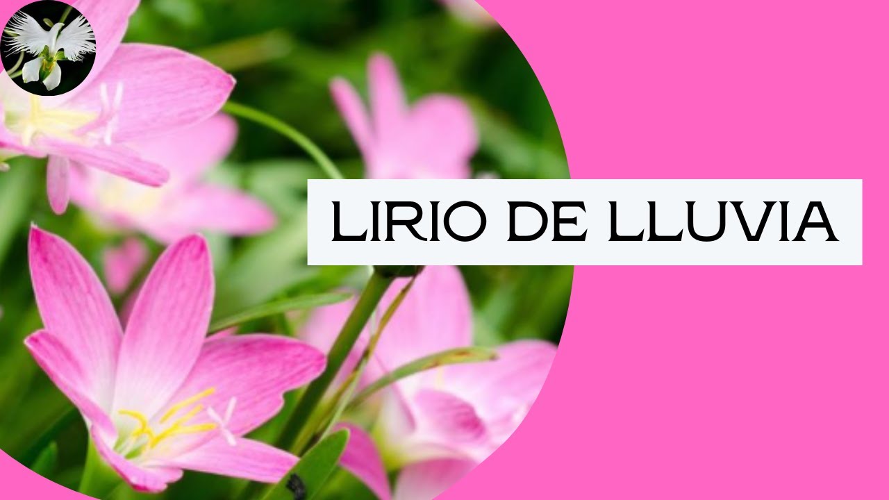 cuidados y cultivo del Lirio de Lluvia - mi diario de jardin