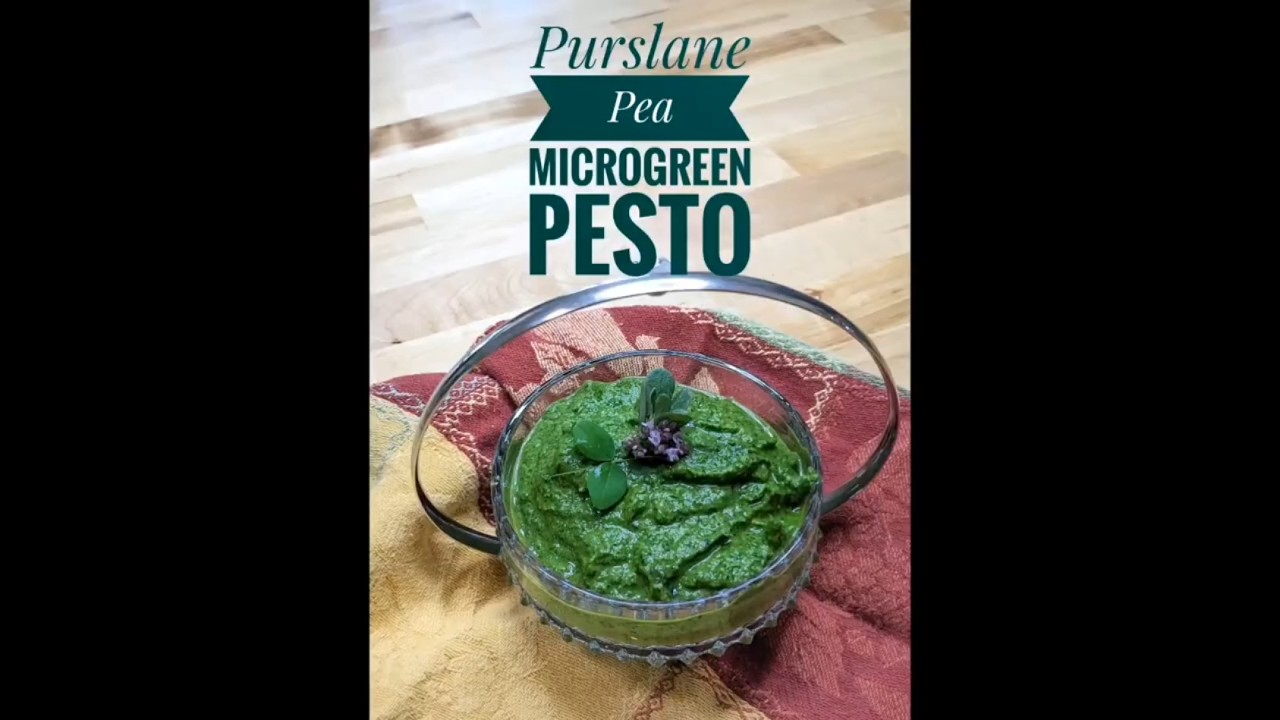 Purslane- MicroPea Pesto