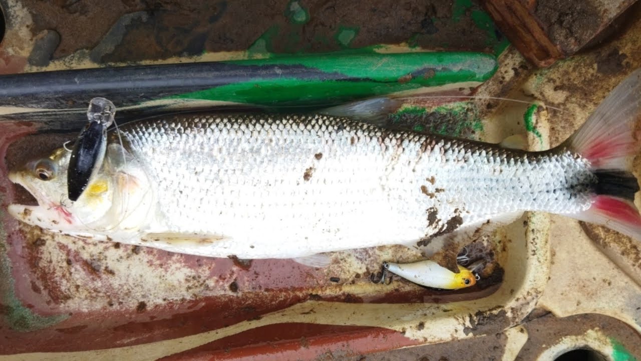 Tabaranas Rio Tibagi kalinoski onde dias depois o rapaz morreu afogado infelizmente.