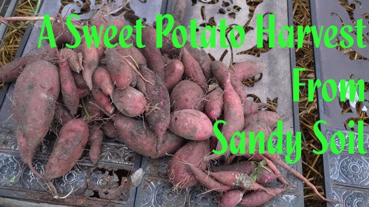 A Sweet Potato Harvest From Sandy Soil