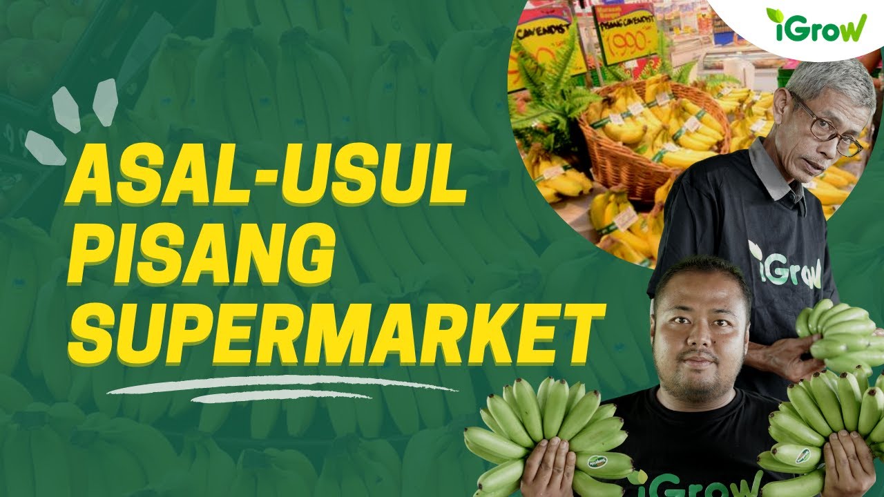 PANEN PISANG MAS KIRANA SI PISANG SUPERMARKET