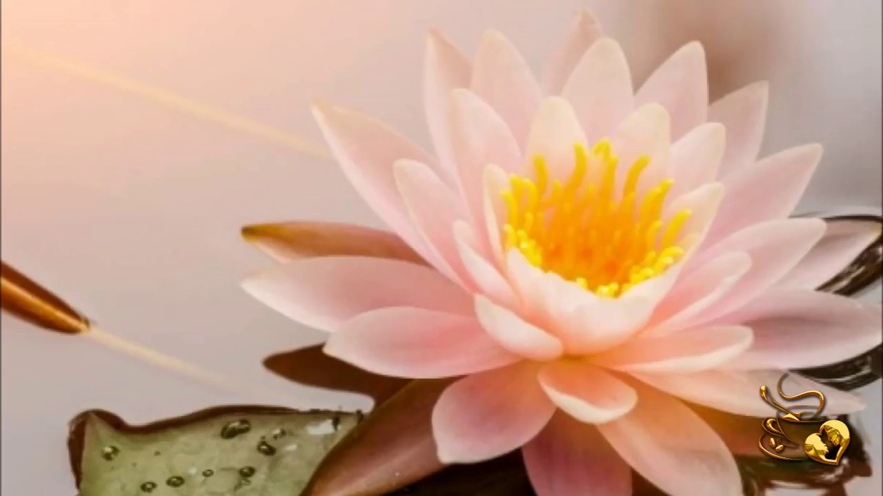 Leyenda de la flor de loto