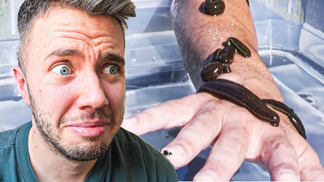 Így szívja ki EGY PIÓCA a VÉREDET!