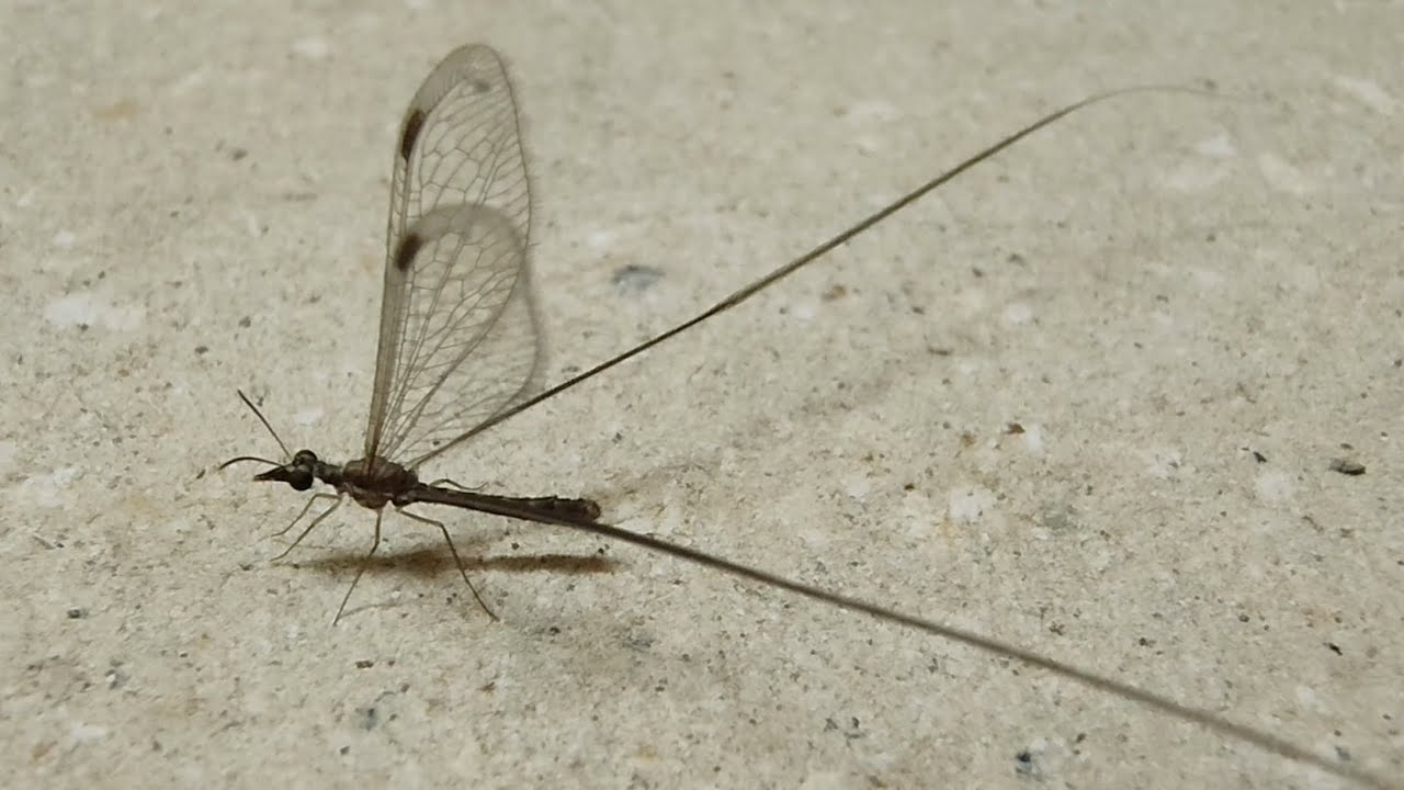 Most Delicate Insect - Thread-winged Antlion (Croce filipennis) 