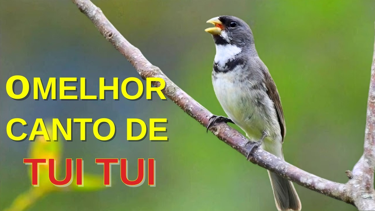 O MELHOR CANTO DE COLEIRO TUI TUI ZEL ZEL POR 10 HORAS