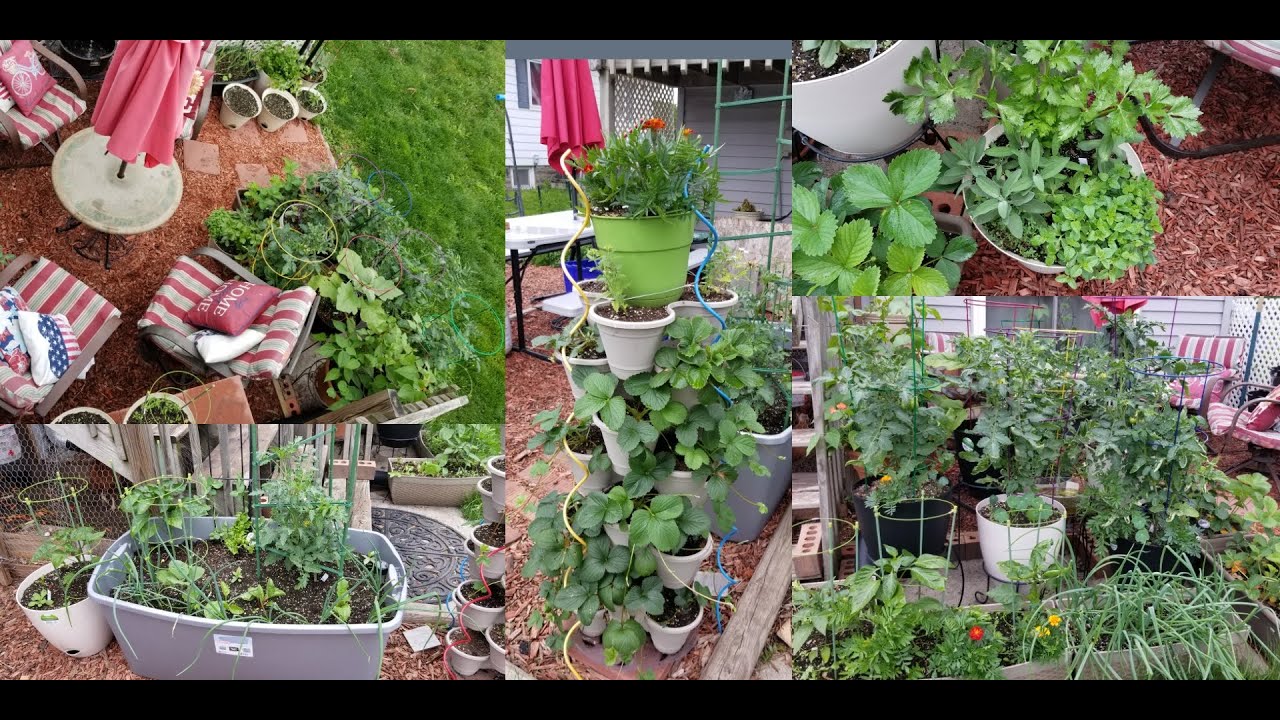 Container gardening and companion planting. #containergarden #companionplanting #gardening #zone5