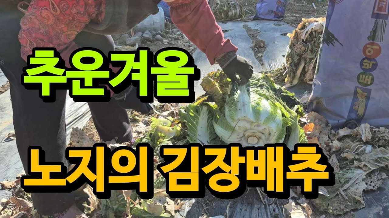 김장배추 노지월동을 도전했는데 #주말농장 #월동 #겨울나기