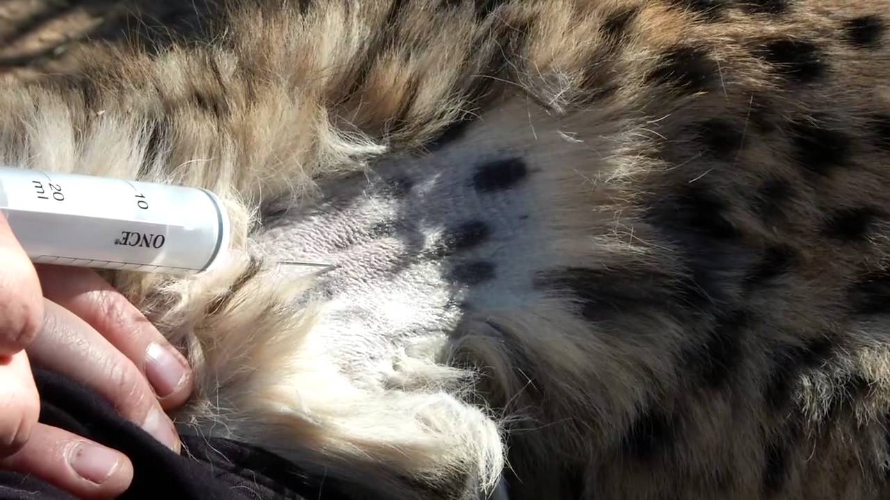 Wild Cheetah gets tracking collar and checkup, then is set free again