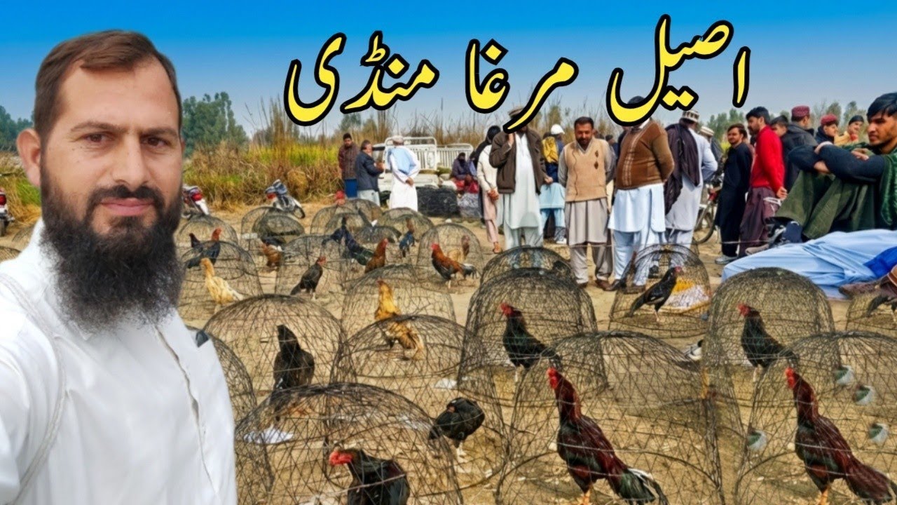 Aseel Murga Mandi Hazro 