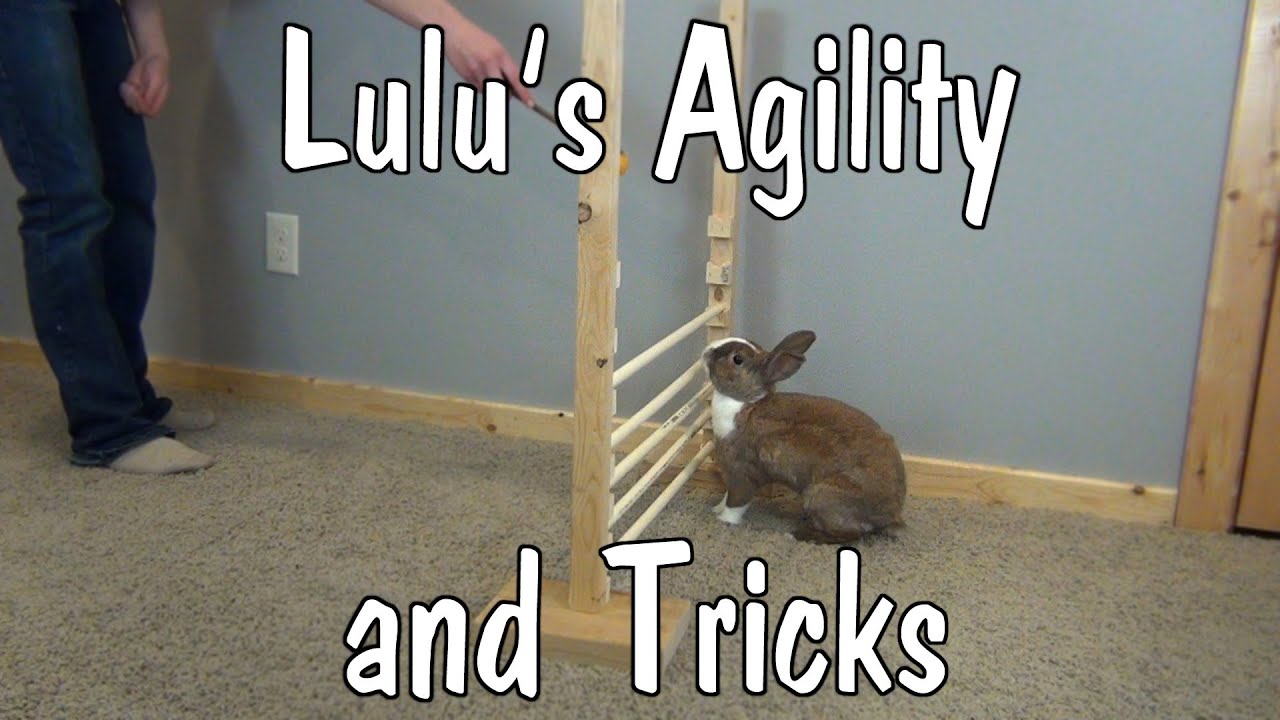 Lulu's Agility and Tricks