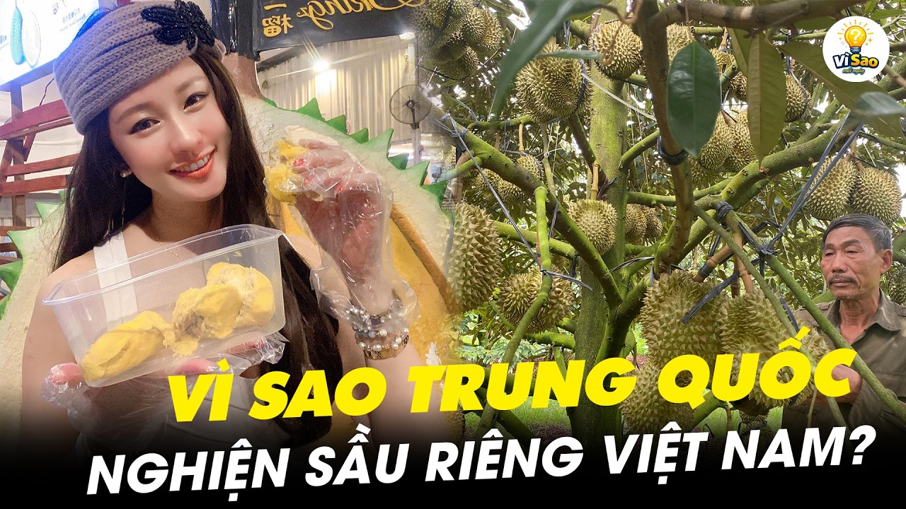 VÌ SAO TRUNG QUỐC THU MUA SẦU RIÊNG VIỆT NAM Ồ ẠT? | Vì Sao Mỗi Ngày