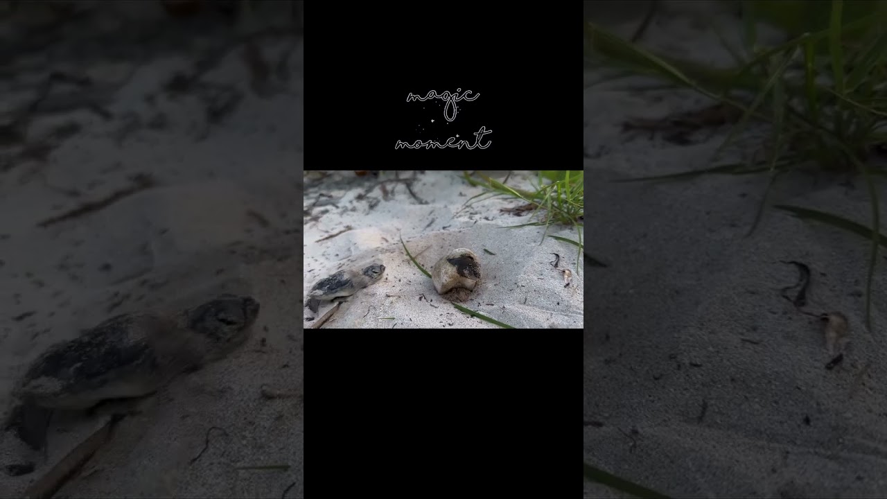 Magical moments🐢🥰🌟💙!! #connectandprotect #compassioniscontagious #greenseaturtle # #turtle