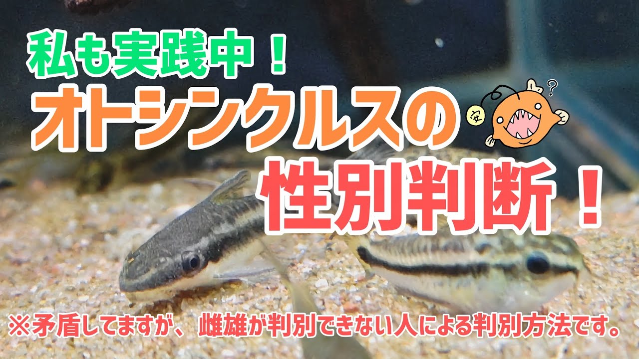 雌雄の違いが分からない私が行っているオトシンクルスの雌雄判別方法について