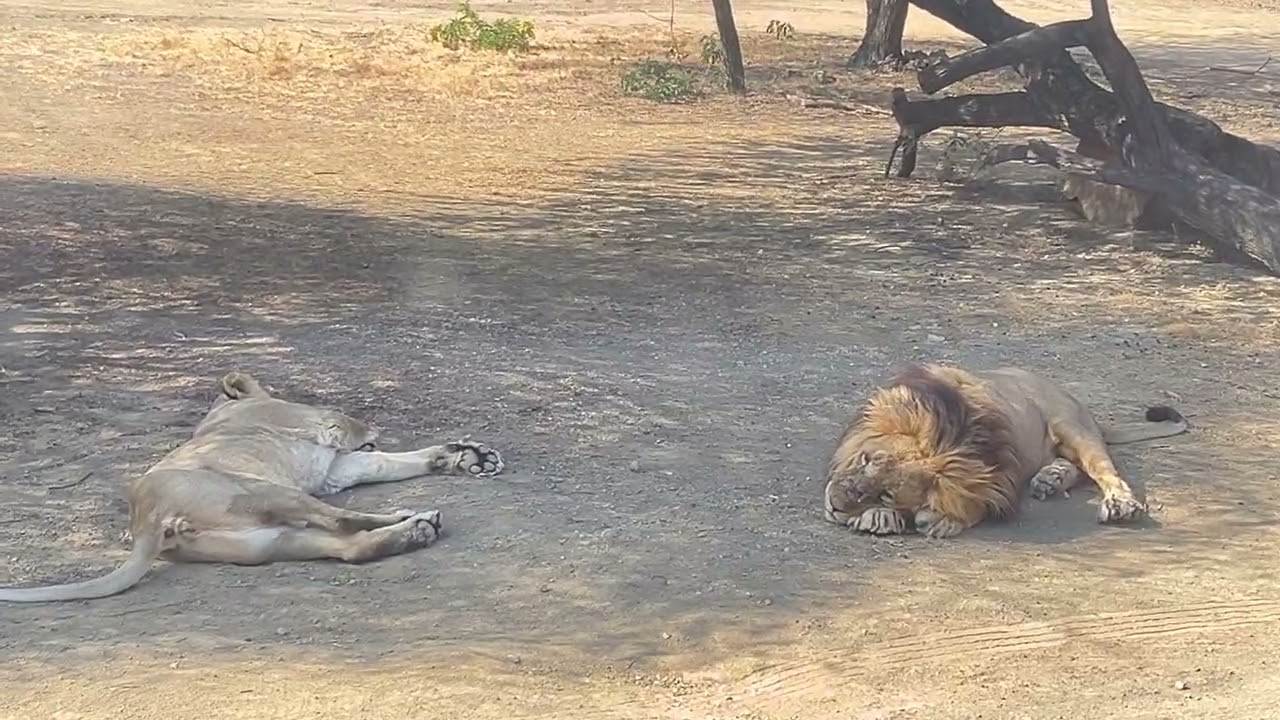 Sasan gir ☺️