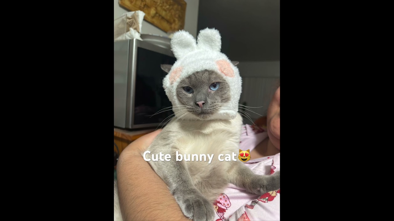 Cute bunny cat😻 #Junko #Minghao #Killua #Haku #Cute #furbaby #cat #viralvideo #trending