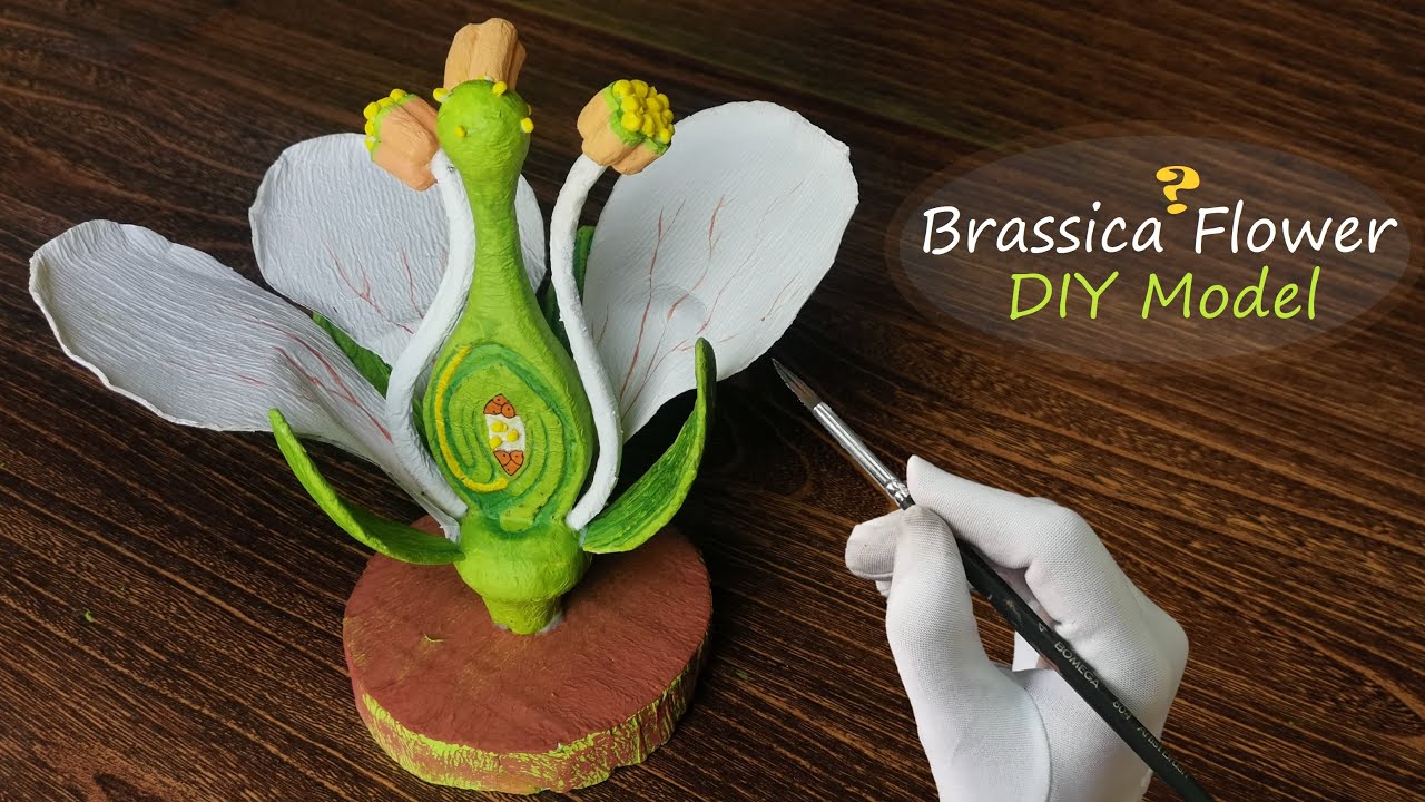 Making Brassica Flower Model | 3D carving Art | Holiday Homework