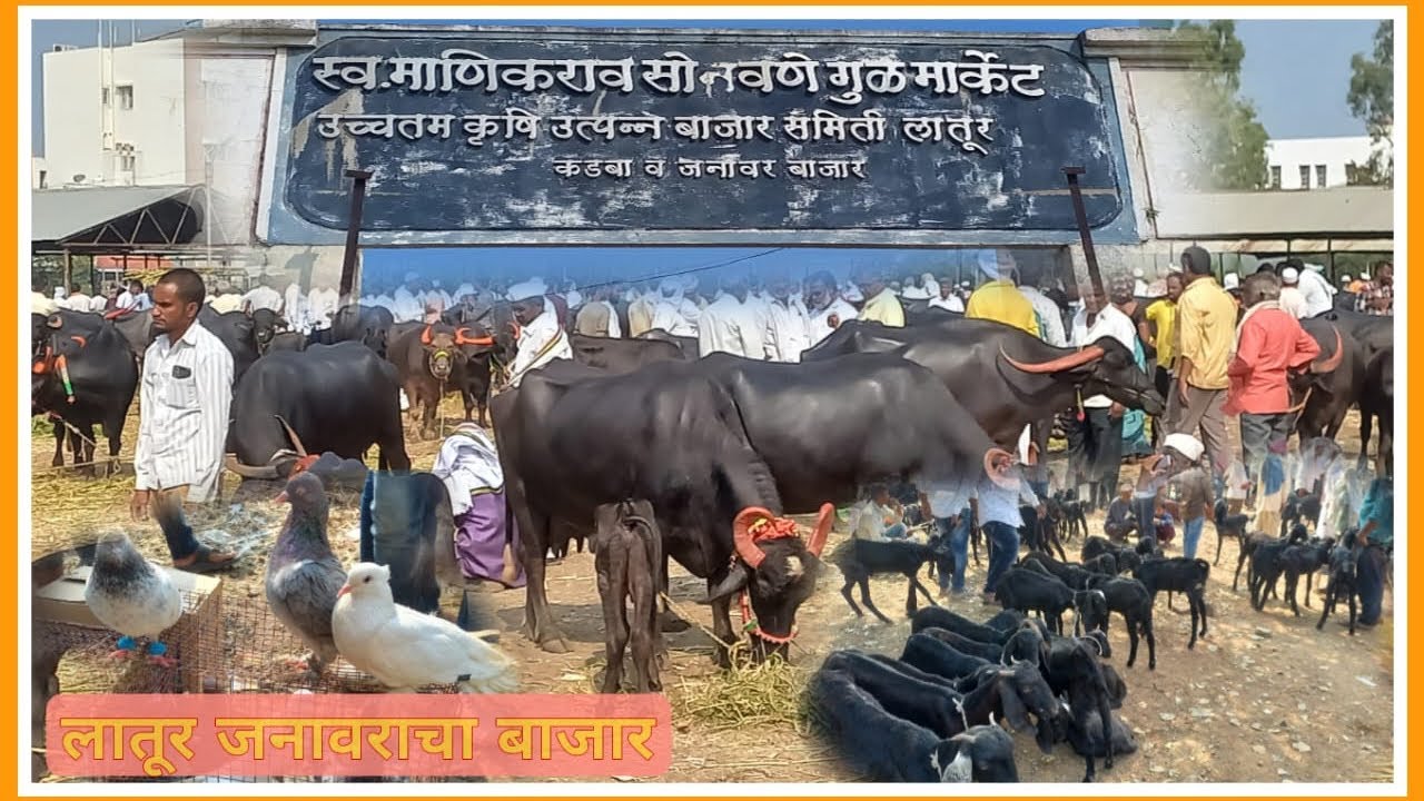 जानावरांचा बाजार लातूर ,शनिवार बाजार ,पशुधन खरेदी विक्री लातूर मार्किट .लाखोंची उलाढाल