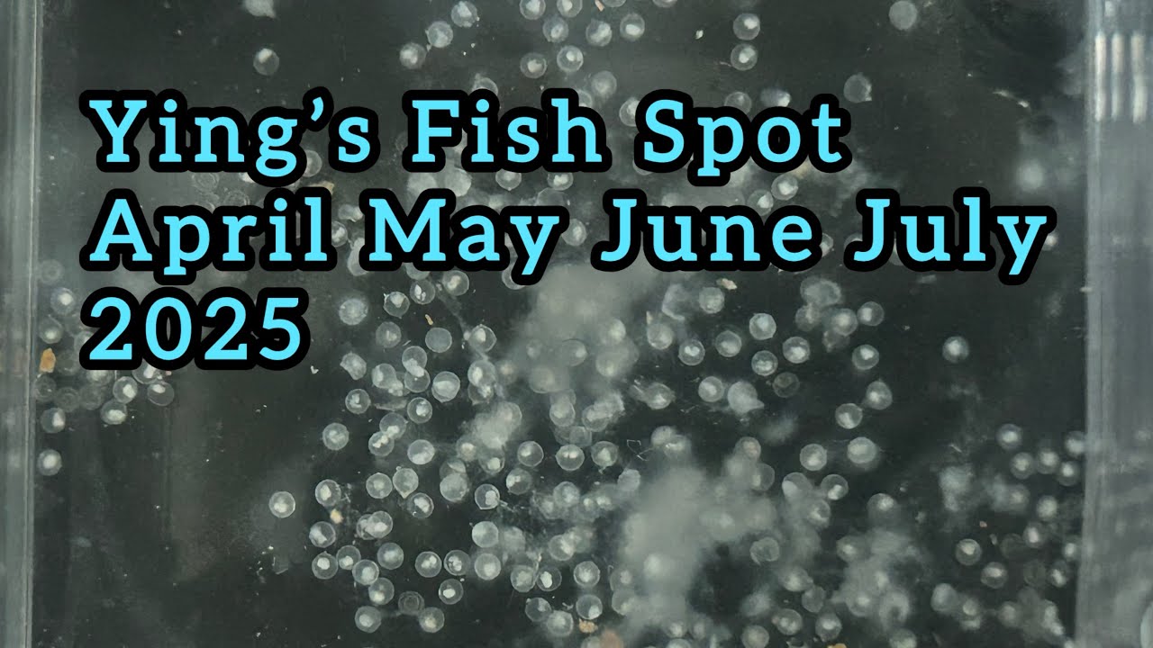 Ying’s Fish Spot April May June July 2025