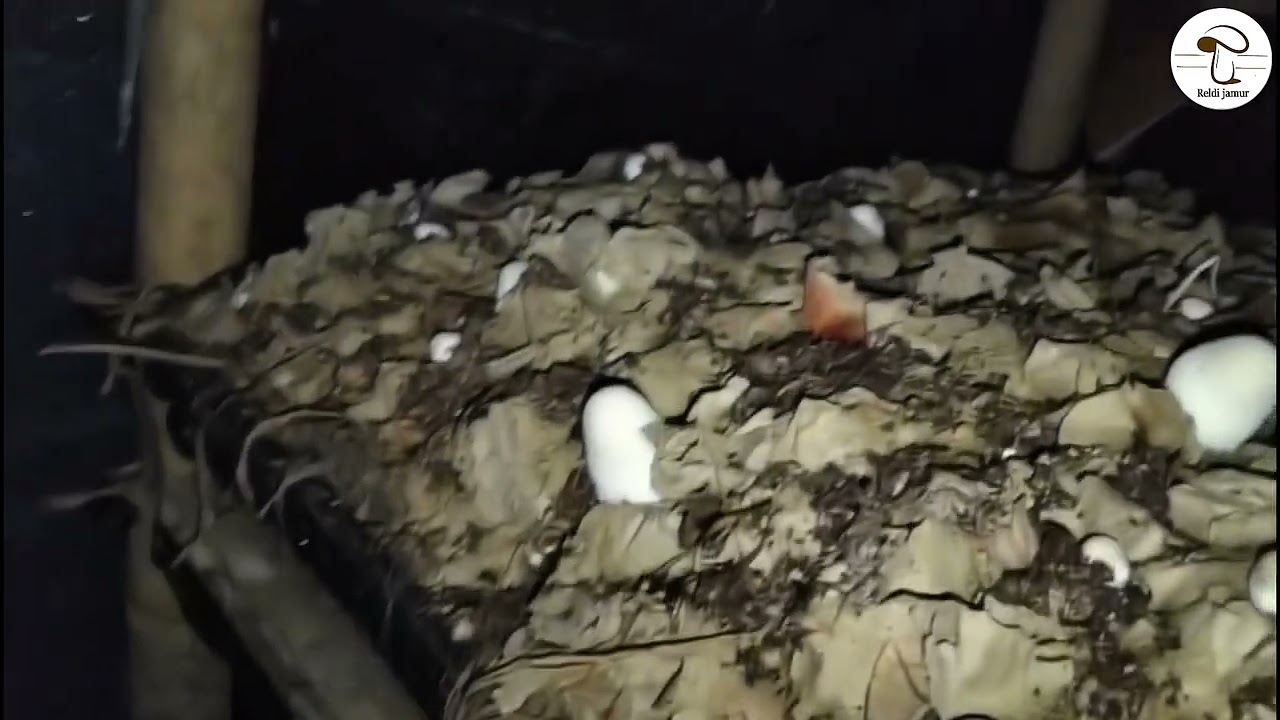 Budidaya jamur merang skala rumahan dengan media kardus