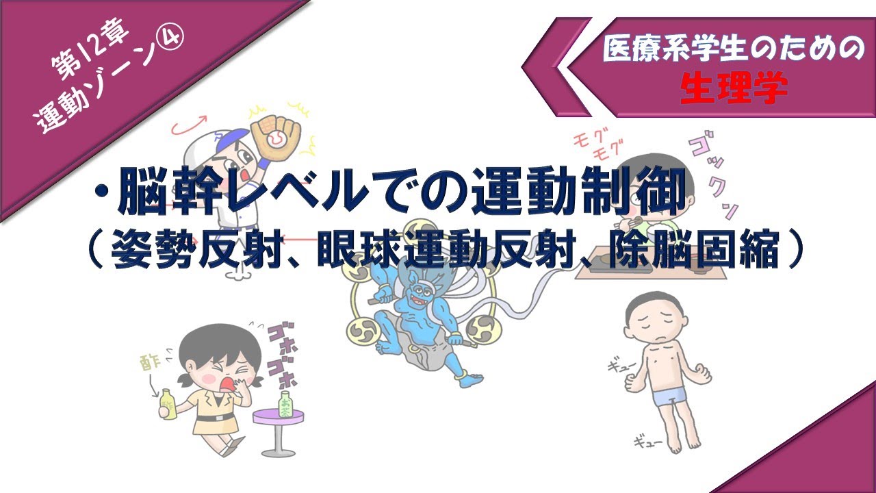 生理学　運動ゾーン④　「姿勢反射、眼球運動反射、除脳固縮（γ固縮）」
