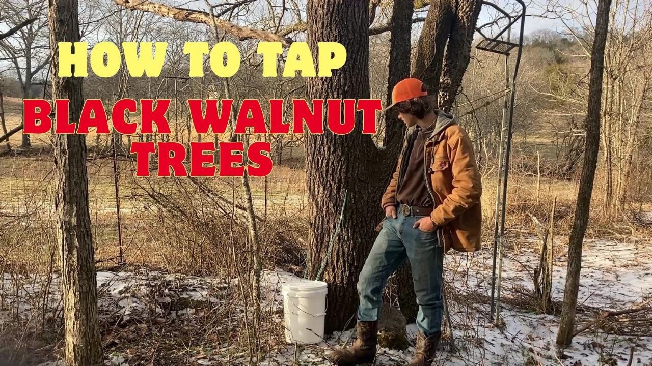 How To Tap Black Walnut Trees