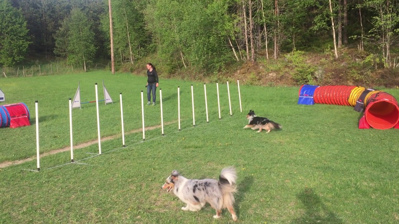 M.Holegård. Handling Agility, Muntliga kommandon eller inte?