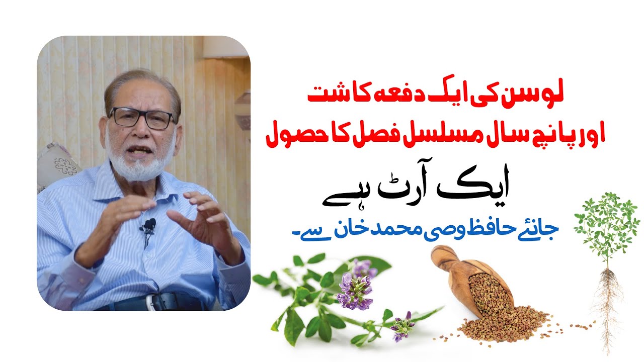 لوسن کی ایک دفعہ کاشت اور پانچ سال مسلسل فصل کا حصول  ۔۔۔ ایک آرٹ ہے۔