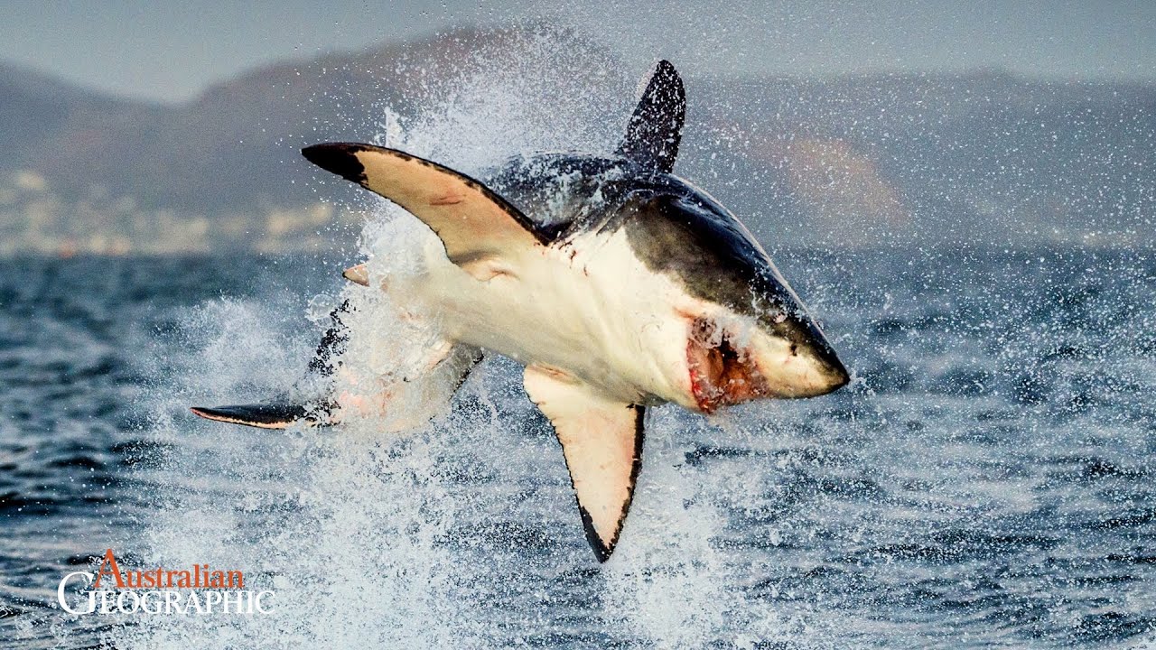 The INCREDIBLE Science Helping to Avoid Great White Shark Attacks