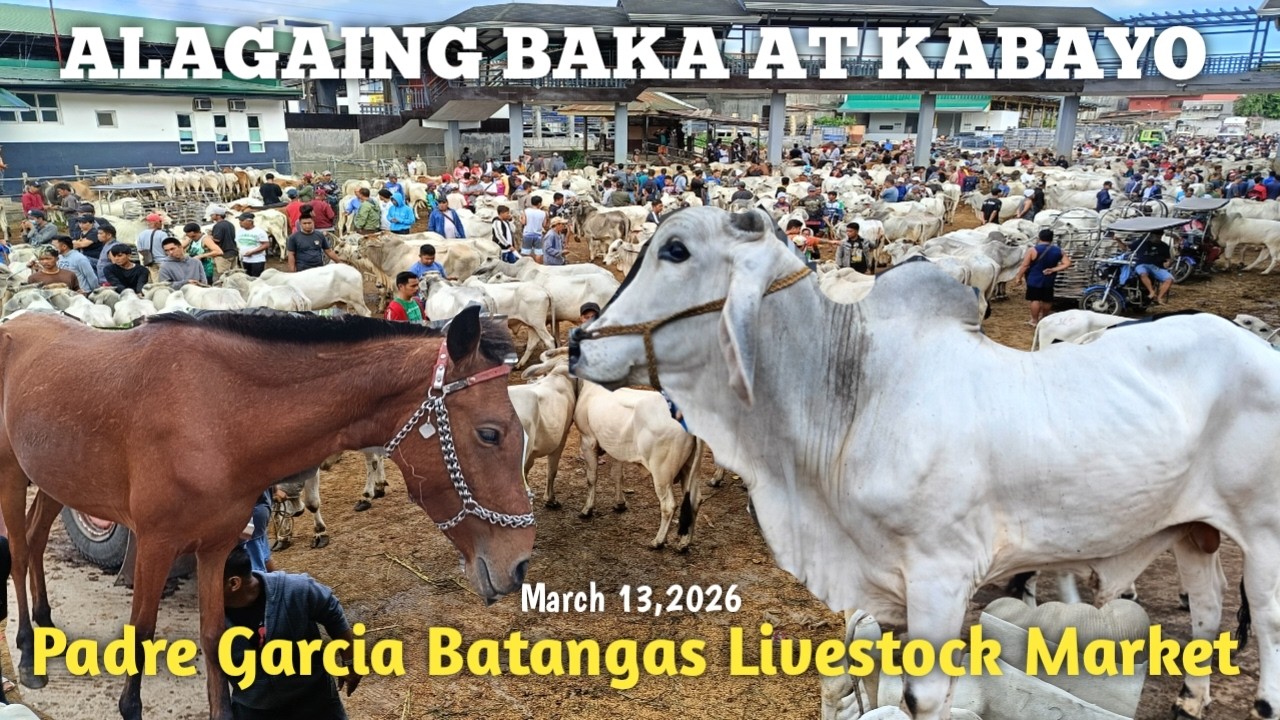 Baka,Kabayo at Bakang Pangkatay!Padre Garcia Batangas