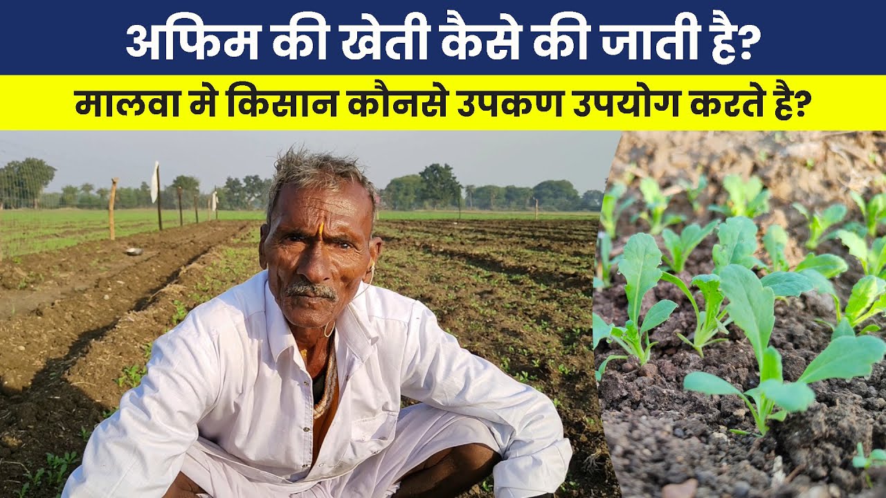 Afim की फसल के शुरुआती दिन।Opium crop.