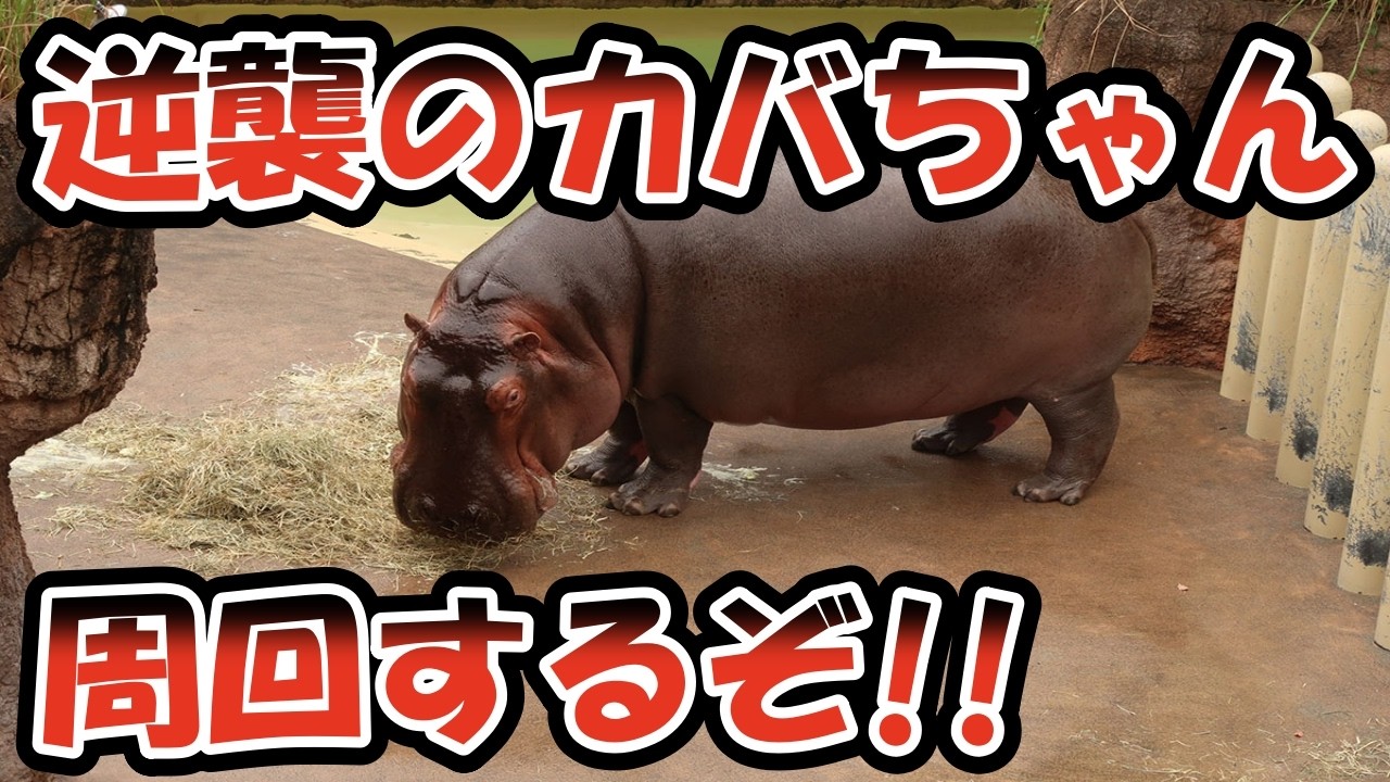 【にゃんこ大戦争】雑談しながらにゃんこ大戦争!!本アカ!ガチャひくぞ!サブアカ！レジェをまったり!!#ゲーム配信 #thebattlecats