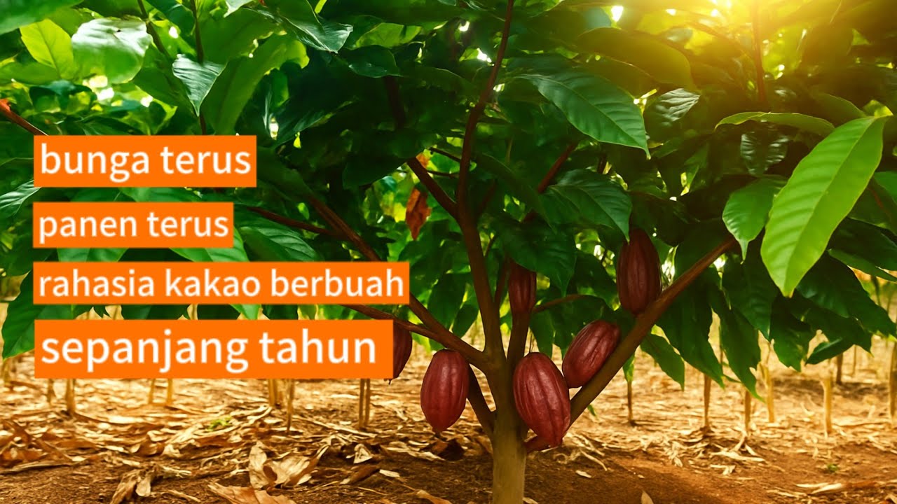Rahasia Supaya Kakao Berbunga Terus Sepanjang Tahun – Panen Tanpa Putus!