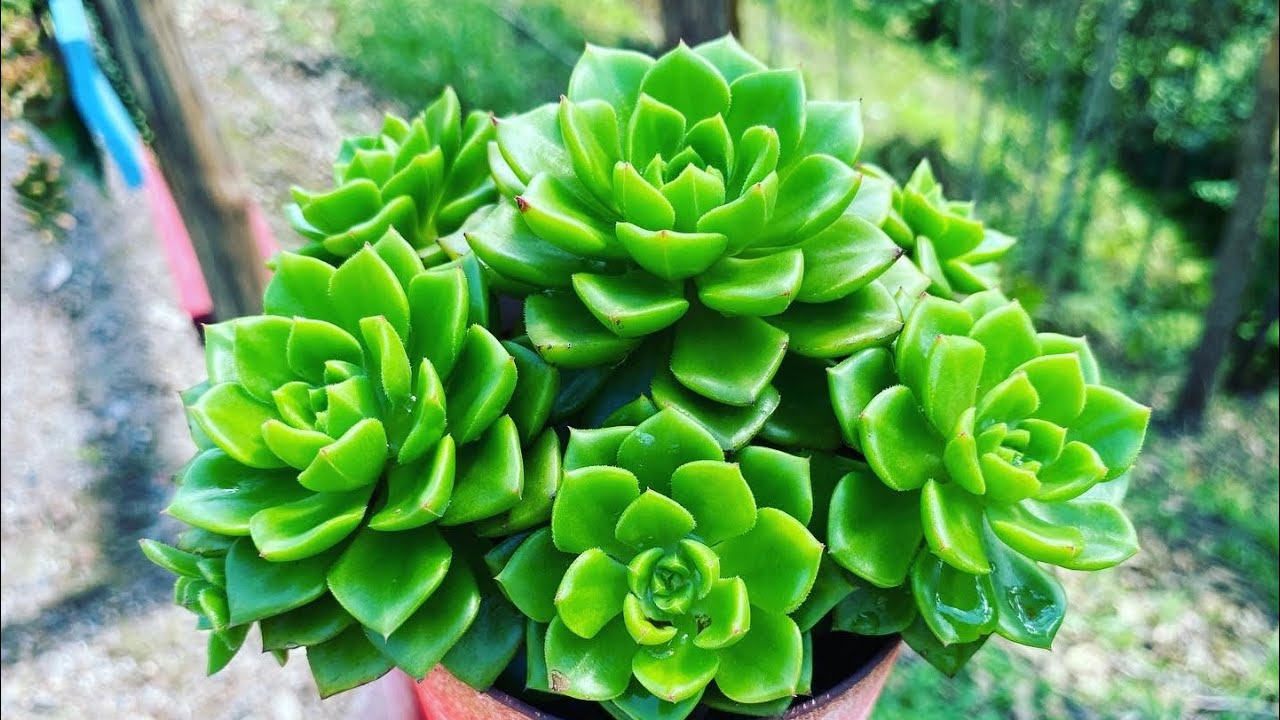 10 SUCULENTAS SIMPLES DE FÁCIL CULTIVO RESISTENTES A SOL FORTE E A CHUVA