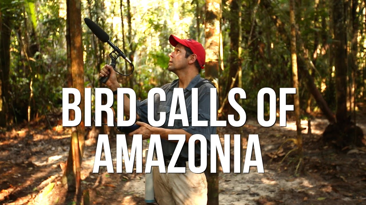 Bird Calls of Amazonia